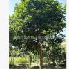 供应1.5-1.8米分杈日香桂种苗绿化桂花