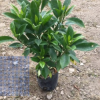非洲茉莉地被袋苗绿植批发 厂家直销行道庭院园林景观绿化工程苗 举报