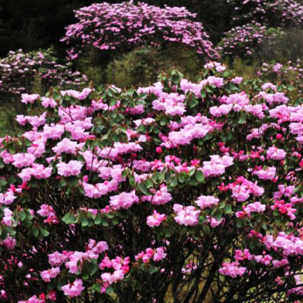 供应精品高山杜鹃 规格齐全现挖现卖