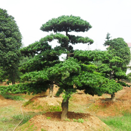 供应精品10公分罗汉松 规格齐全现挖现卖