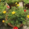 太阳花重瓣盆栽花苗植物宿根松开花不断不怕晒 叶牡丹 半支莲