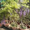 基地批发藤萝花苗 多花紫藤花苗爬藤植物屋顶花园可盆栽种植