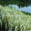 水生植物基地直销 花叶芦竹 净化水质 品种齐全 矮蒲苇 量大从优