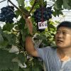 出售葡萄苗 甜蜜蓝宝石葡萄苗 户太8号葡萄苗 免费提供种植技术