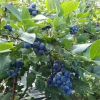 适合南方种植蓝莓 盆栽蓝莓 移栽成活率高 美登蓝莓树 泰安直供