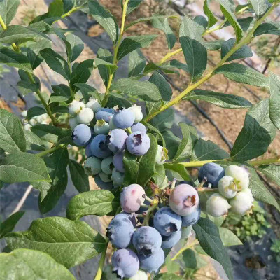 高钙营养果品 蓝莓苗 夏普蓝蓝莓苗 营养杯苗 易成活