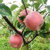 商家主营矮化苹果苗 m9t337苹果苗 脱毒矮化苹果苗 品种纯正