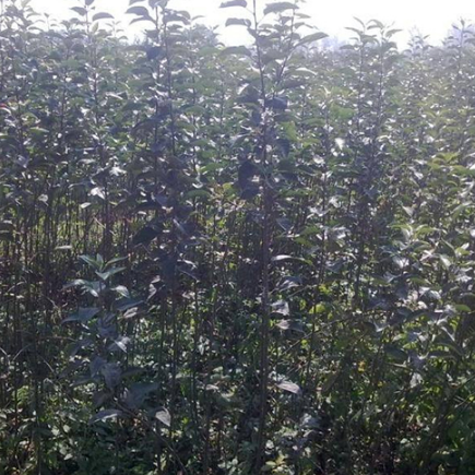 山东烟台苹果苗 烟富十号两年苗 南北方栽种