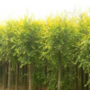 鄢陵园林提供6-10公分金叶榆 树形好 品质优 价格美