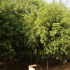 鄢陵园林常年供应2-8公分丝棉木,树形好,价格优,龙伟鹏个体经营