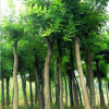 鄢陵园林公司提供4-30公分国槐 树形好 品质优 价格美