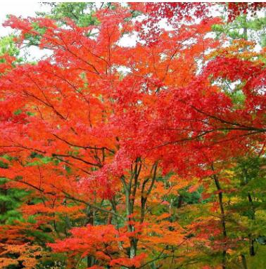 红枫树苗中国红枫美国红枫日本红枫庭院园林绿化彩色景观树红枫苗