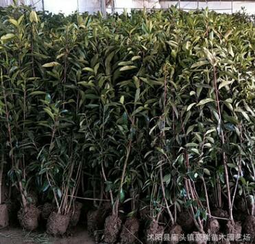 法国冬青树苗 珊瑚树苗 做篱笆围墙绿化苗木