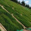 海南省海口市三亚市哪里有 价格实惠草种草籽批发