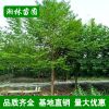 基地直销绿化苗木 乐昌含笑 规格齐全 乐昌含笑小苗批发货源充足