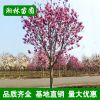 紫玉兰基地 批发5 6 7 8 9 10公分紫玉兰 各种规格紫玉兰树苗