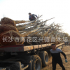 栾树供应 湖南黄山栾树15-18-20公分骨架全冠 移栽风景树