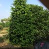 公园小区观赏植物红豆杉 园林绿化养眼红豆杉 规格齐全 量大价优