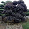 别墅园林观赏造型苗木 红继木树 基地直销各规格红花继木树 价优