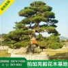 苗圃基地批发供应造型黑松 价格优 品种优 欢迎来电