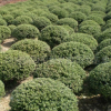 供应湖南灌木类绿化苗木球 龟甲冬青球(豆瓣冬青球)