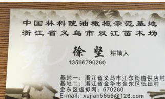 提供优质油橄榄苗木图2
