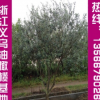 大量供应优质挂果 油橄榄 自产自销橄榄油