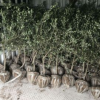 油橄榄2年以上种苗 大树 品种纯正 量大价优