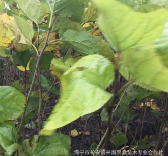 供应果桑苗大十桂花蜜果桑图3