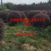低价供应红花继木红花继木价格优质供应商