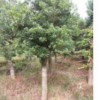 移栽杨梅-全冠杨梅树-杨梅树小苗-截杆杨梅-多杆杨梅