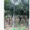 狐尾椰子 地径25~40cm 杆高100~380cm 耐寒植物 基地直销