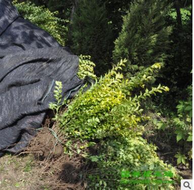 批发庭院道路绿化工程苗 金叶女贞小苗黄叶女贞苗彩色绿篱苗图3
