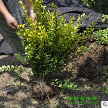 批发庭院道路绿化工程苗 金叶女贞小苗黄叶女贞苗彩色绿篱苗图2