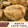 英德黄蜡石丨黄色景观石丨黄石景观丨园林石丨草坪置石