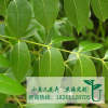 林木种子 新采正宗桃花心木种子 桃花芯木种子 发芽率高