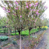 大量绿化苗木批发销售 樱花树 家中观赏 道路绿化