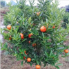 东方红桔树 荔浦马岭好多苗木场大量供应 优质树苗