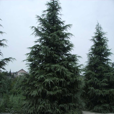 *供应优质雪松树 四季常青行道树 绿化专用苗木 5-6米雪松树现货