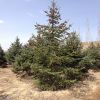 *供应 云杉树 山东3米4米5米6米云杉树价格 圣诞树 树形优美 绿化