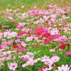 批发格桑花种子 波斯菊 多年生种子野花组合四季播种波斯菊花籽