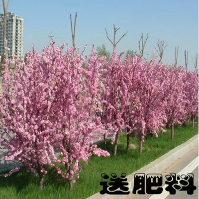 榆叶梅树苗基地常年直销 新品种榆叶梅 各种规格 行道庭院绿化