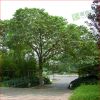 出售构树 丝棉木 直径20公分构树 5-30公分规格齐全