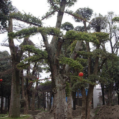 大量批发乔木造型 榉树树苗 原生榉树 品种规格齐全 量大优惠