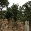 供应造型乔木 罗汉松 优质罗汉松 树形优美 绿化风景树