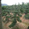 批发造型植物罗汉松 各种规格 造型树桩 罗汉松基地