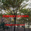 安徽地区供应优质8-18榉树， 榉树好供应商，榉树基地