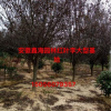安徽地区供应2-15公分优质红叶李，安徽大型红叶李基地