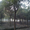 海宁10公分香樟 一年生光杆截杆 行道绿化 樟树