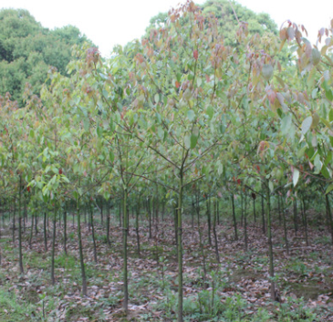 香樟苗 香樟树 2公分樟树 绿化苗圃 香樟基地 樟树树苗